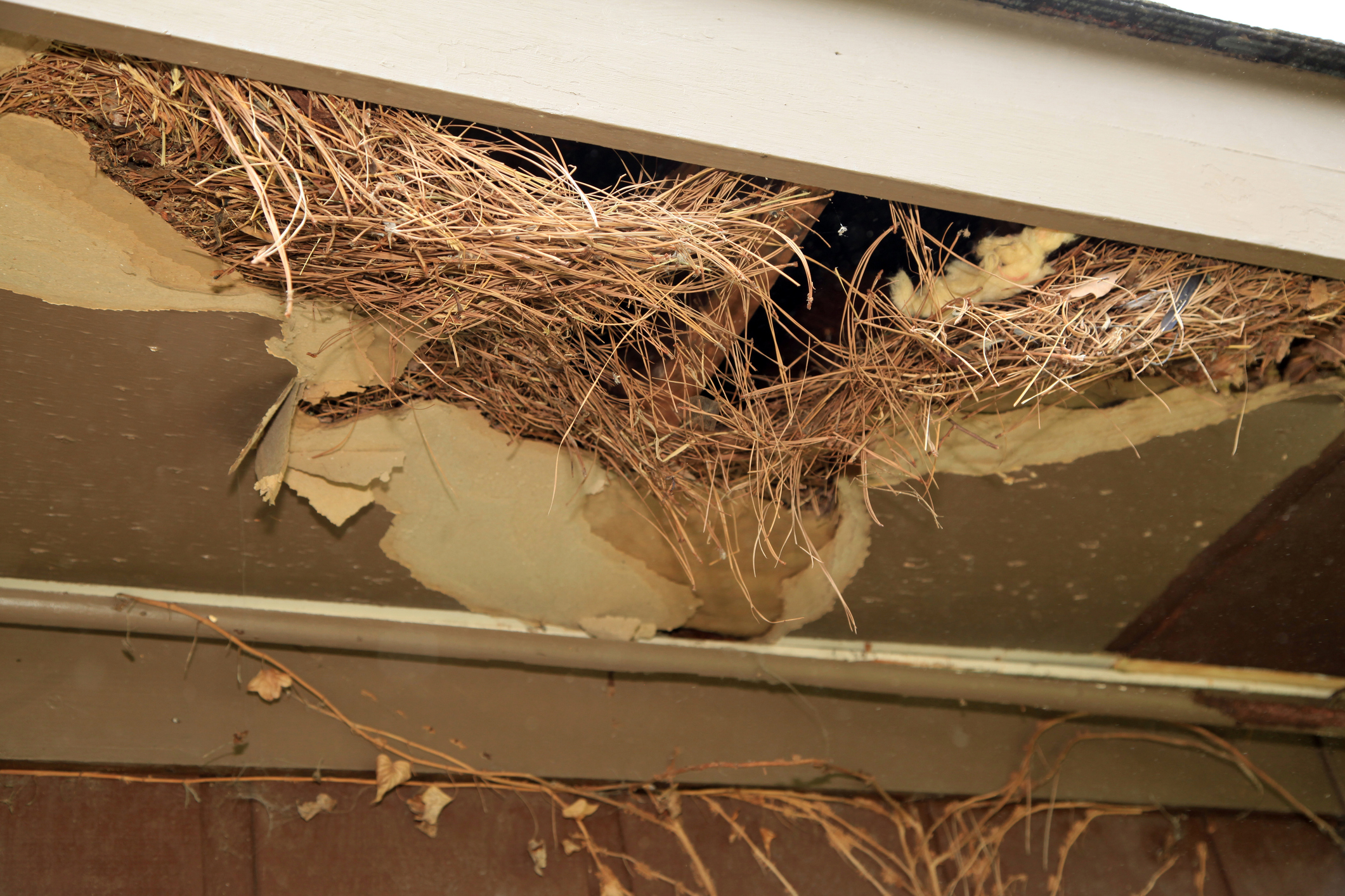 Emergency Pest Control Services