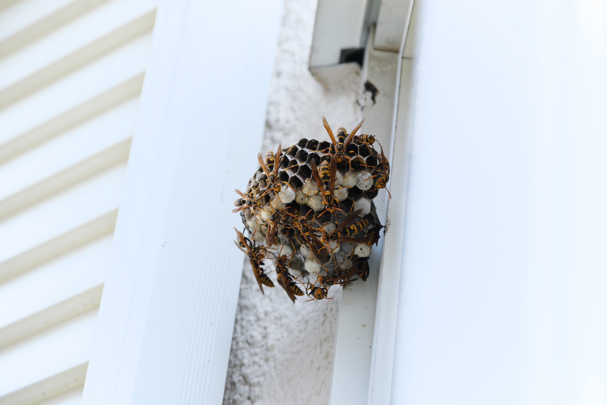 Emergency Pest Control Services
