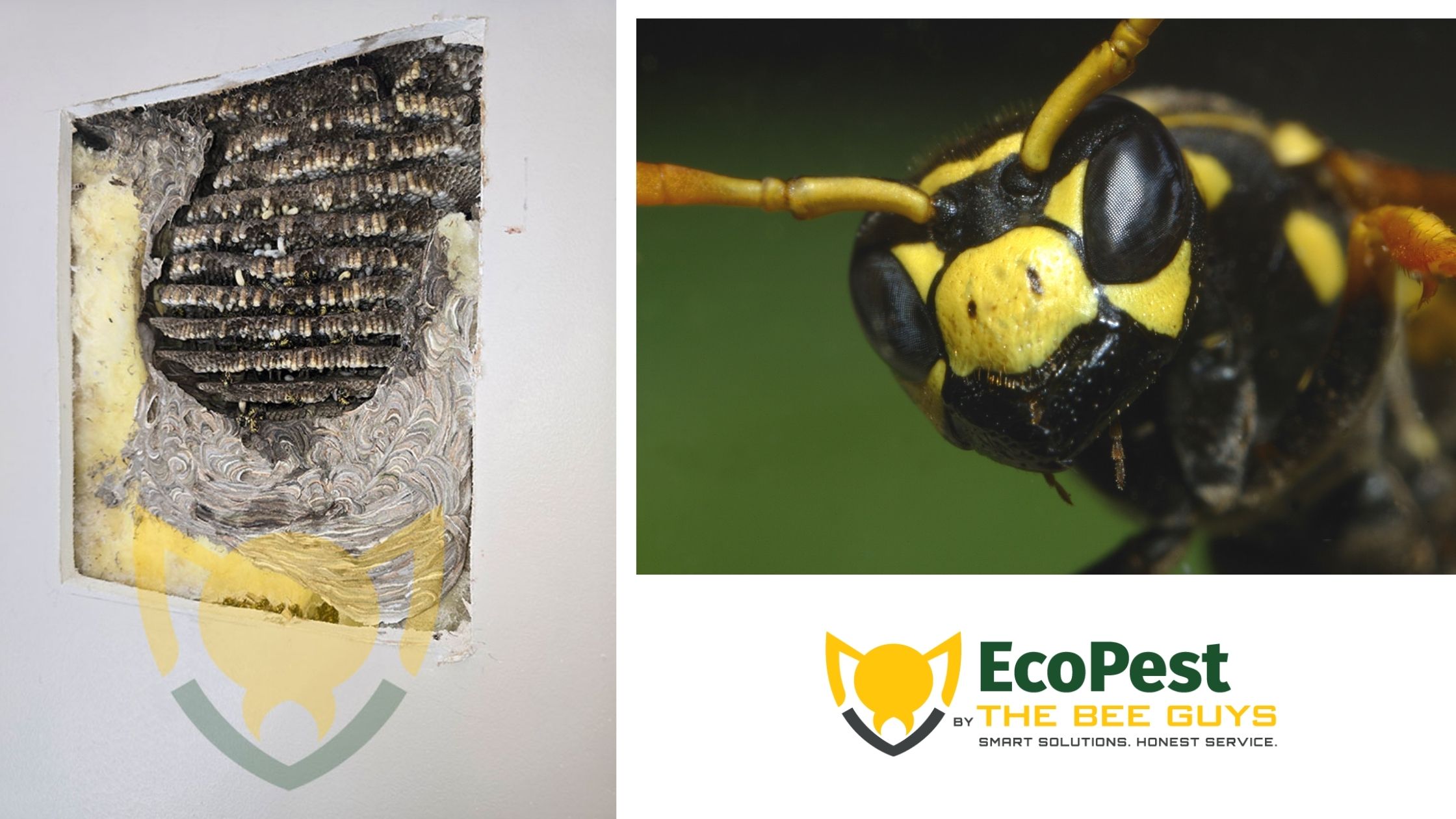 Featured image for “Yellow Jacket Nest Removal vs. Extermination: Which Is Better?”